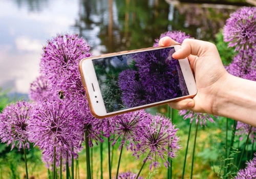 Saiba os melhores aplicativos para identificar plantas por foto